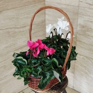 Cesta con dos ciclámenes variados