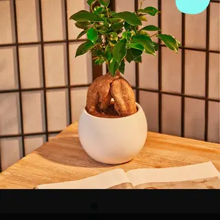 Bonsai