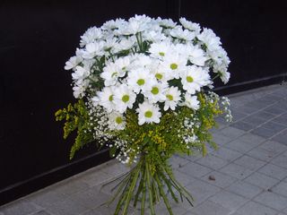 Ramo De Margaritas Blancas