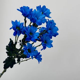 Хризантема «Синя ромашка», 1 шт.