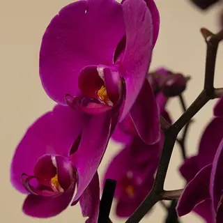 Orquidea premium morada de 2 tallos