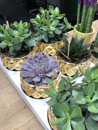 Pisnta grasa vaso ceramica15 cm diametro pianta : ortensie vari colori