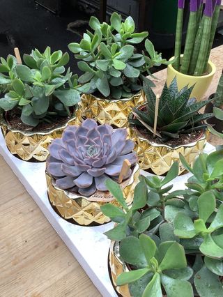 Pisnta grasa vaso ceramica15 cm diametro pianta : ortensie vari colori