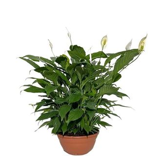 Spathiphyllum grande