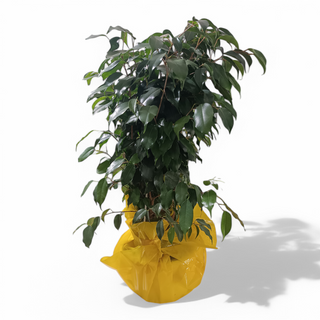 Ficus benjamina