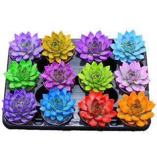 UNIDAD SUCULENTA COLOR (CACTUS) 