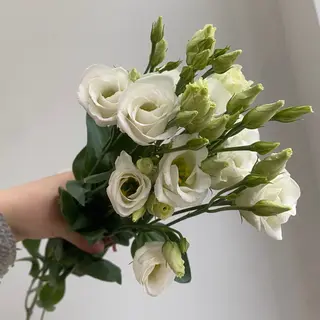 Eustoma biała 