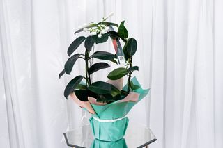 Coronita maicii domnului