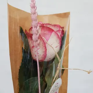 Rosa Jaspeada Kraf