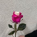 ჰოლანდიური ფერადი ვარდი