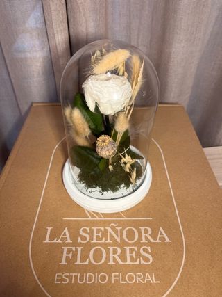 Cúpula Rosa Preservada Blanca