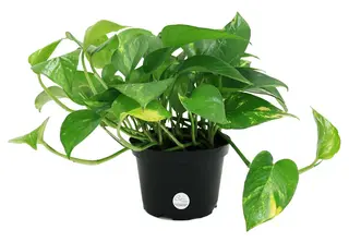 Pothos
