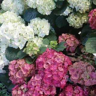 Pianta Ortensia da esterno vari colori