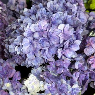 Гортензія пурпурова