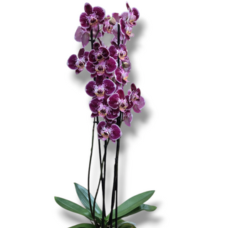 Orquídea 