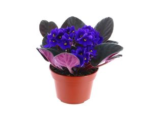 Сентполия, тъмно синя