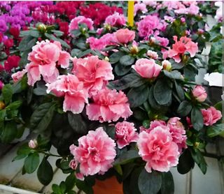 Pianta di azalea piccola