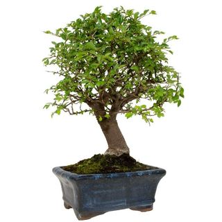 Bonsai Carmona