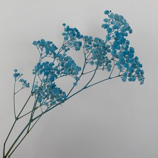 Гіпсофіл блакитний , 1 шт. 