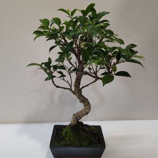 Bonsai Ficus Retusa 6 Años