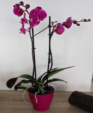 Orquídea Morada