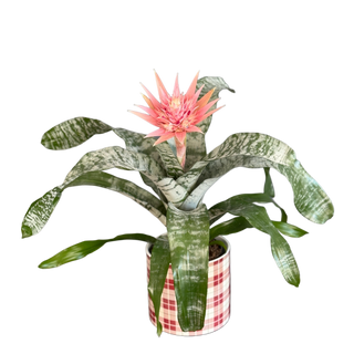  Aechmea