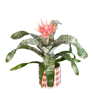  Aechmea