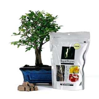Pack Bonsái Zelkova 5 años y abono japonés 240g