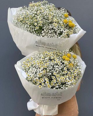 გვირილა გიფსოფილა 