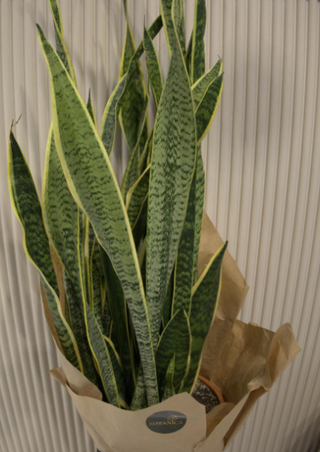 Sanseveria  Svekrvin jezik