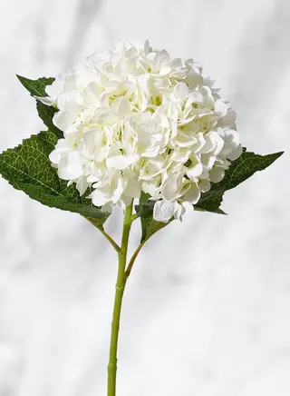 Hortensie alba