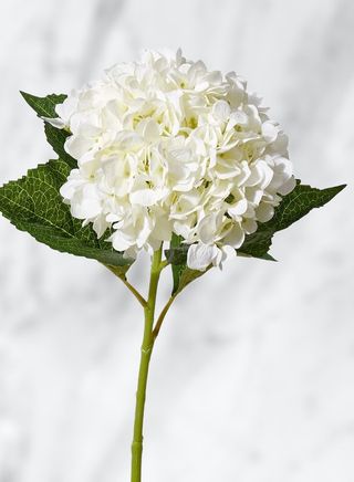Hortensie alba