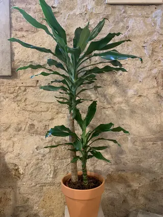 Dracaena Mediana