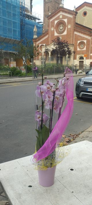 Orchidee rosa