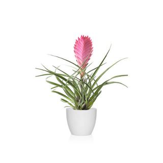 Tillandsia