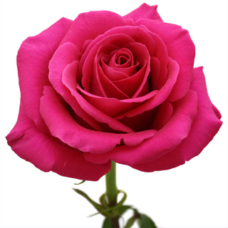  Bukiet z dowolnej ilości różowych róż 