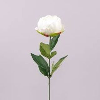 Півонія біла