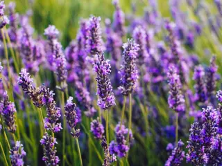 Black Lavender  Tea