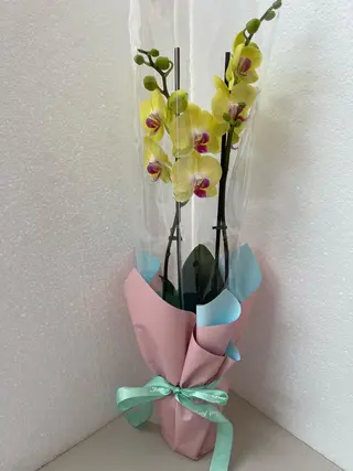 Orhidee galbena ghiveci