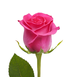 Una Rosa  color rosa en jarrón 