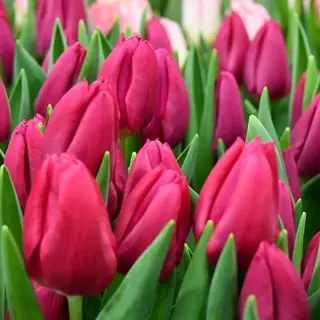 paquete de 10 tulipanes