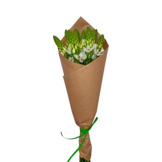 Beijinhos de Mãe - Ornithogalum