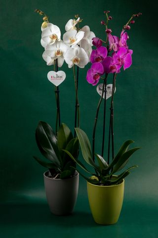 Orhideja, Phaleonopsis, razne boje