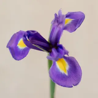 Ramo de 12 iris azules