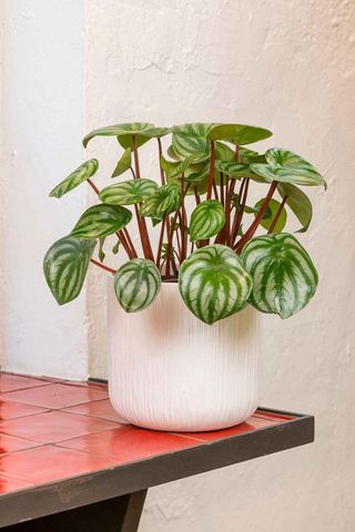 Peperomia Watermelon
