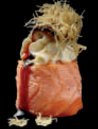 103 Gio tartufo 4 pezzi