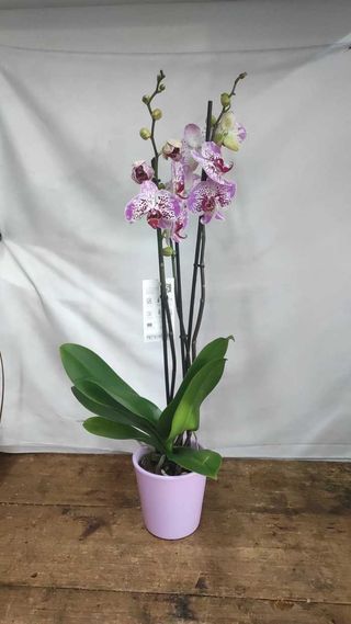 Orquídea al gusto 