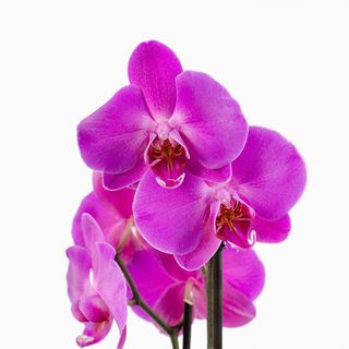 Orquídea Phalaenopsis