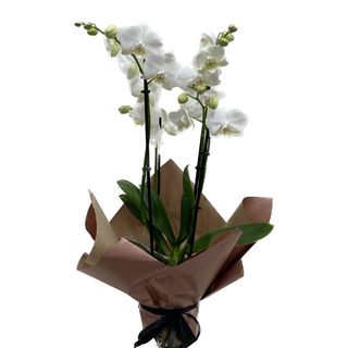 Phalaenopsis alb 