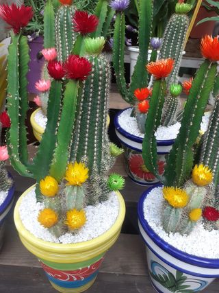Cactus vaso ciramico